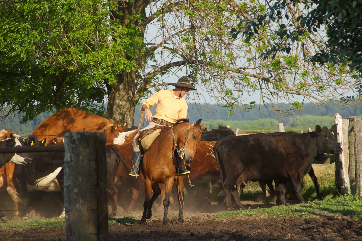 Gaucho argentin (gardien de troupeau) - photo © iStock-Valeria Blanc