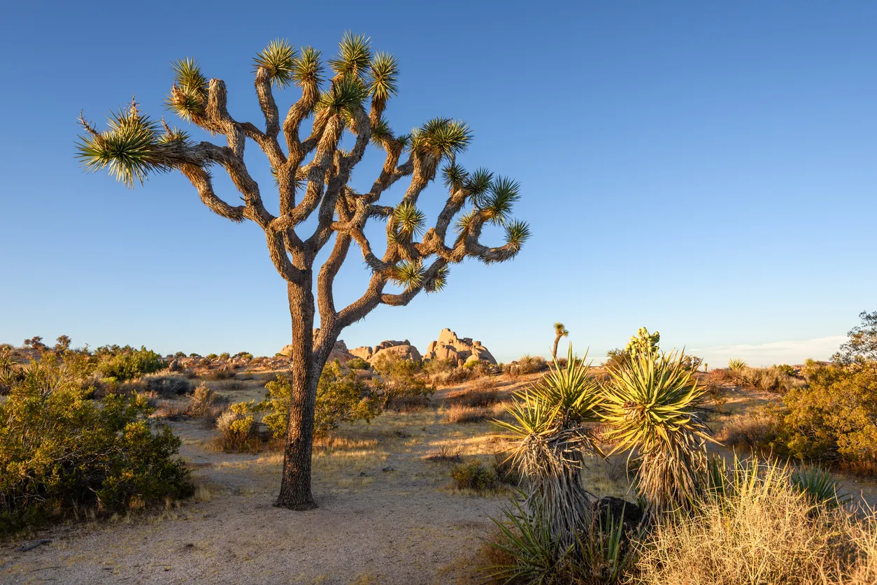 L'arbre de josué (joshua tree ou yucca brevifolia) au Joshua Tree National Park  © iStock / choness
