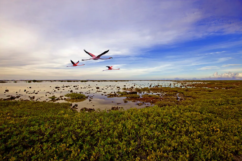 Flamants roses à Bonaire | © kjorgen
