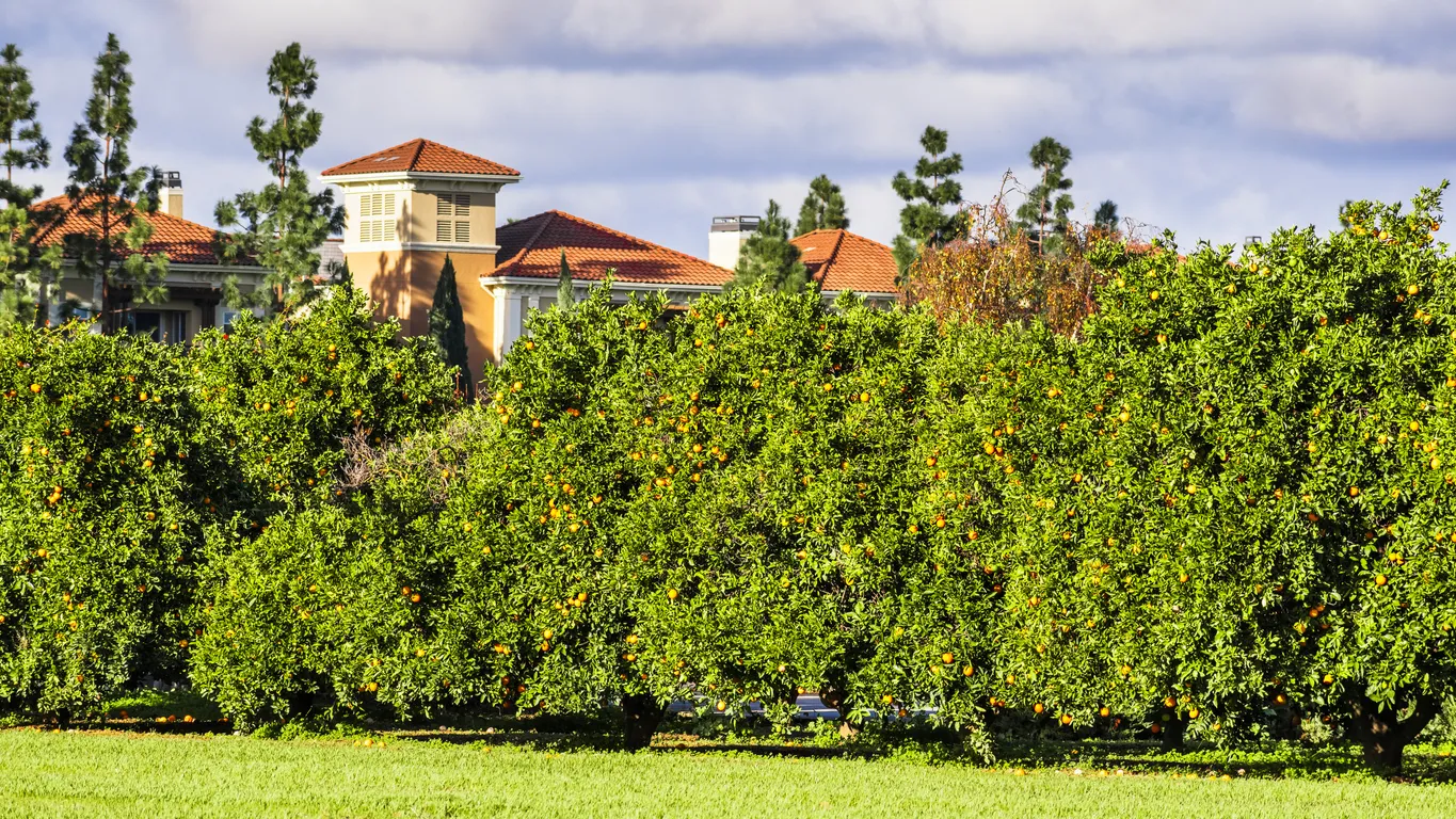 Orangeraie au coeur de la Silicon Valley près de San José, Californie © iStock / Sundry