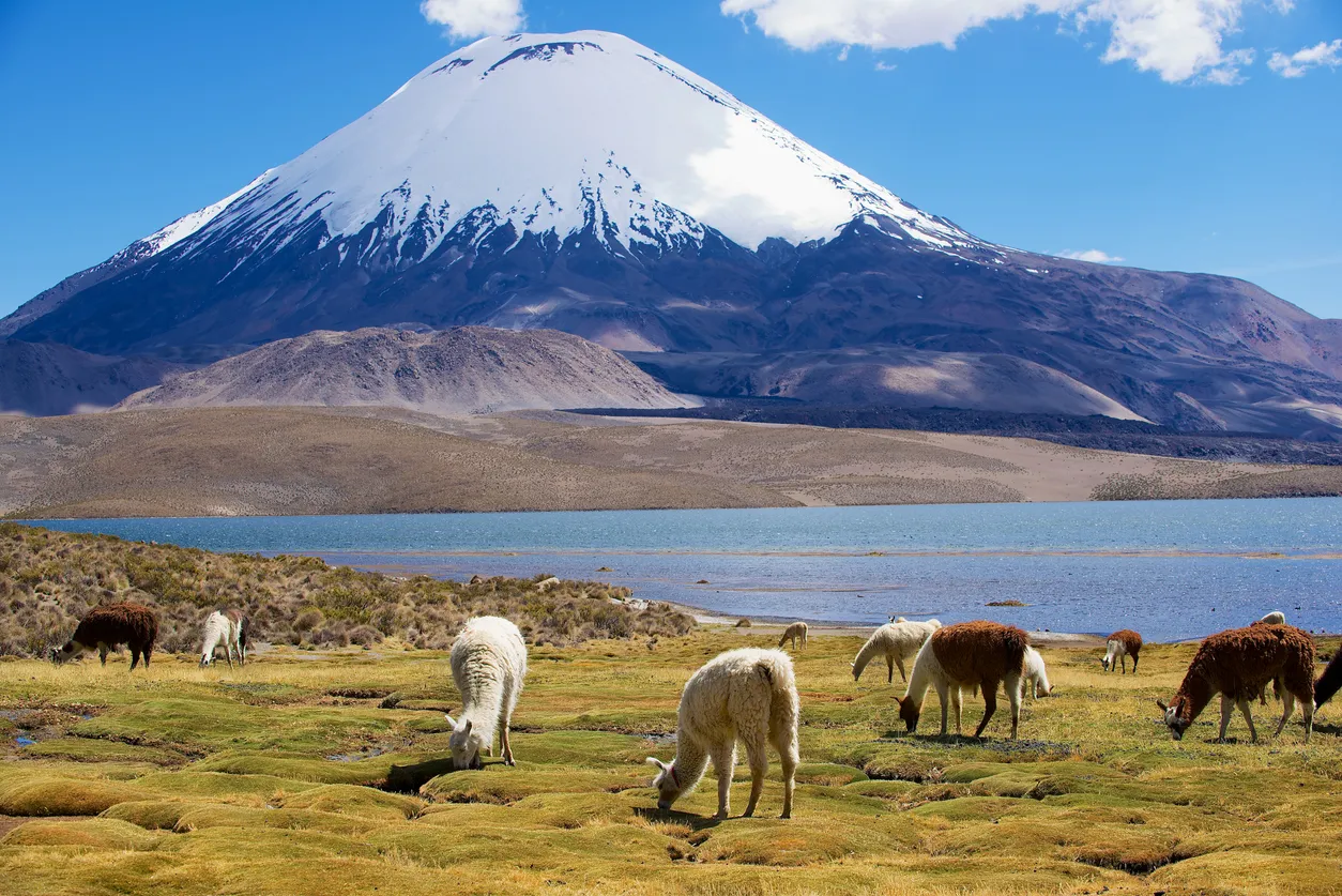 Des alpagas blancs paissent au bord du lac Chungara à 3200 m au-dessus du niveau de la mer dans le parc national de Lauca près de Putre, au Chili; le volcan Parinacota apparaît en arrière-plan.  © iStock / Dmitry_Chulov
