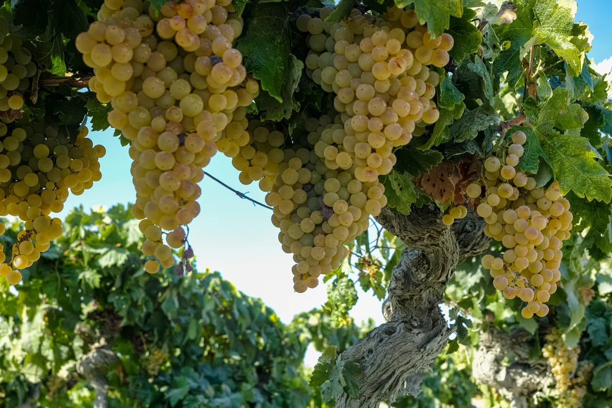 Raisins blancs mûrs dans le vignoble andalou © iStock / barmalini
