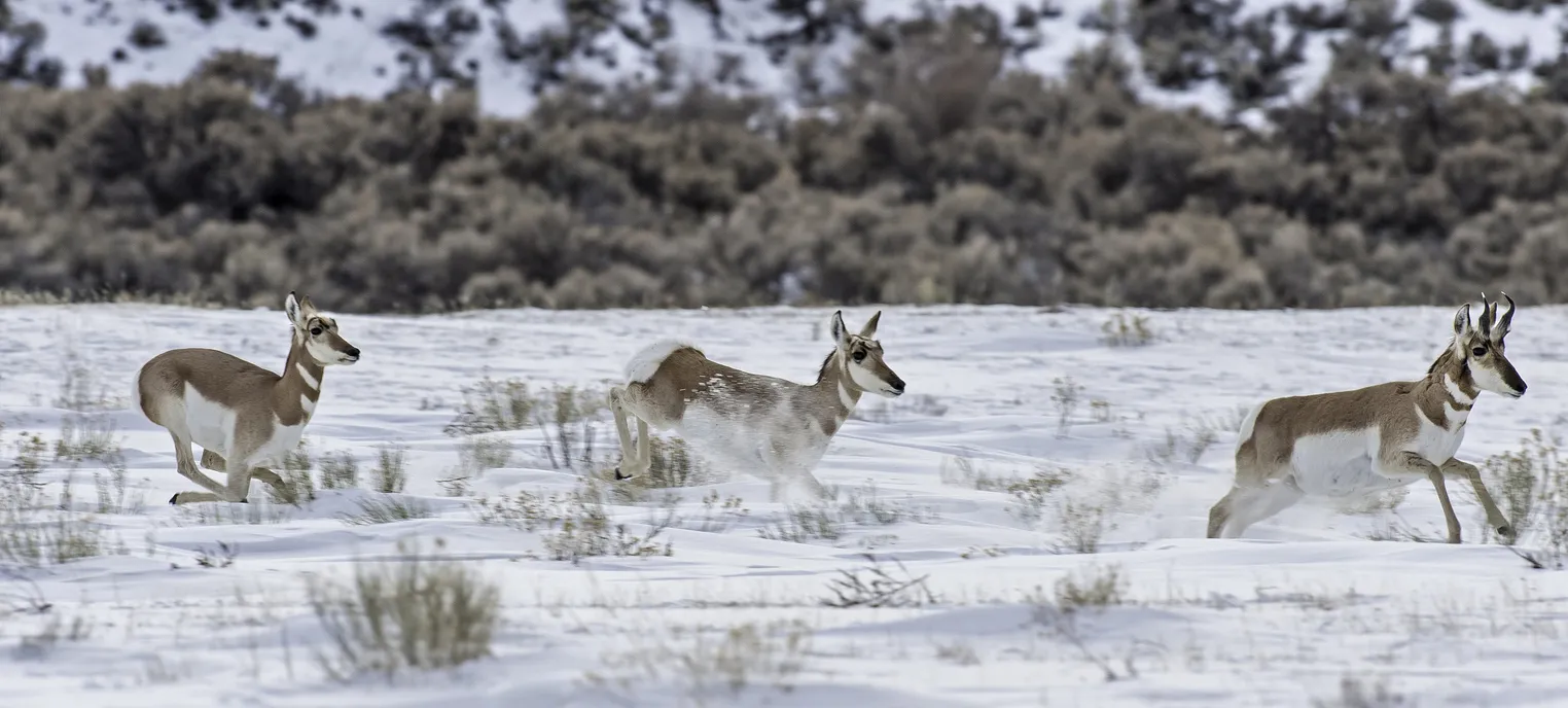 Antilope d'Amérique (antilocapra americana) dans le parc Yellowstone en hiver © iStock / Antilocarpra 