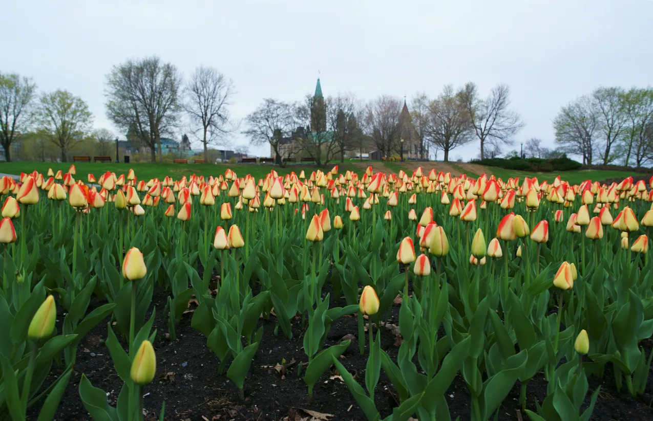 Les tulipes en fleurs à Ottawa, capitale du Canada © iStock / redtea