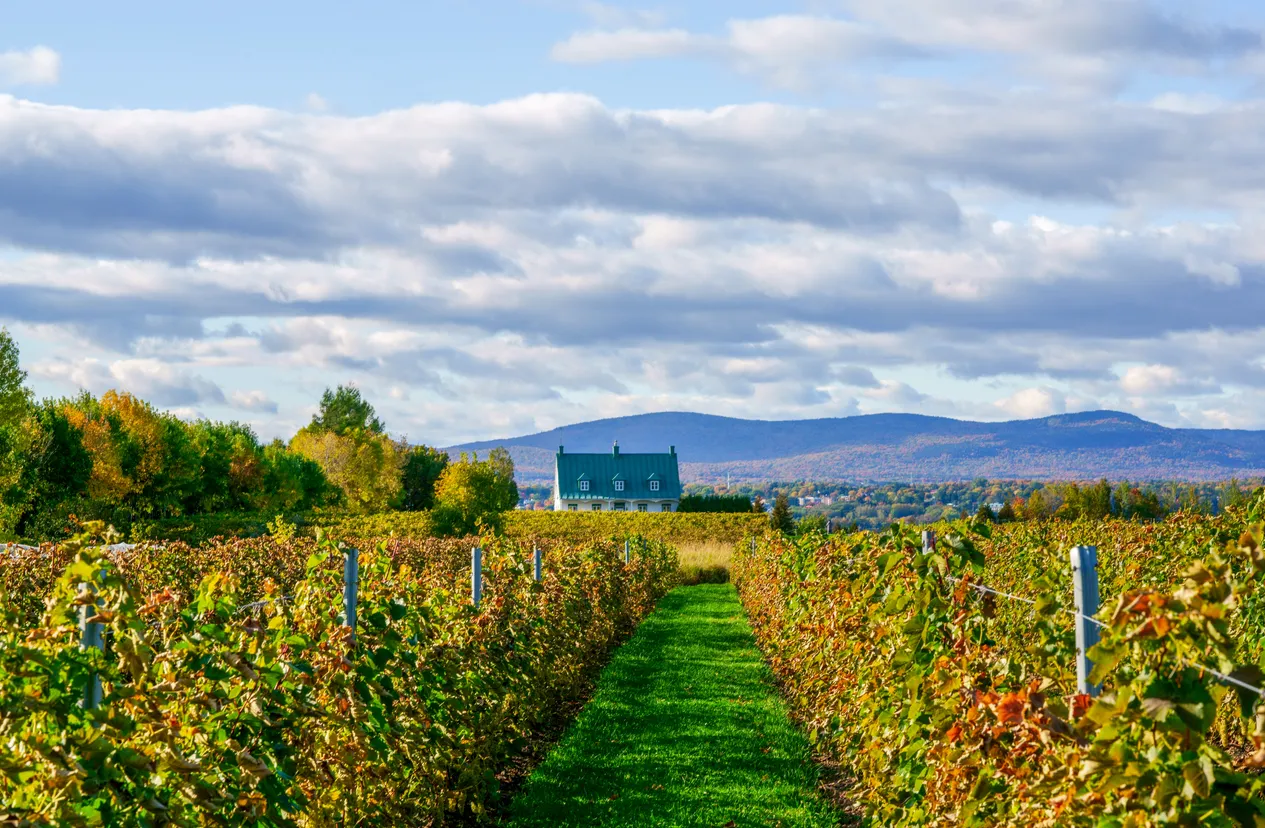 Les vignobles de Nouvelle-Écosse - photo © iStock-redtea