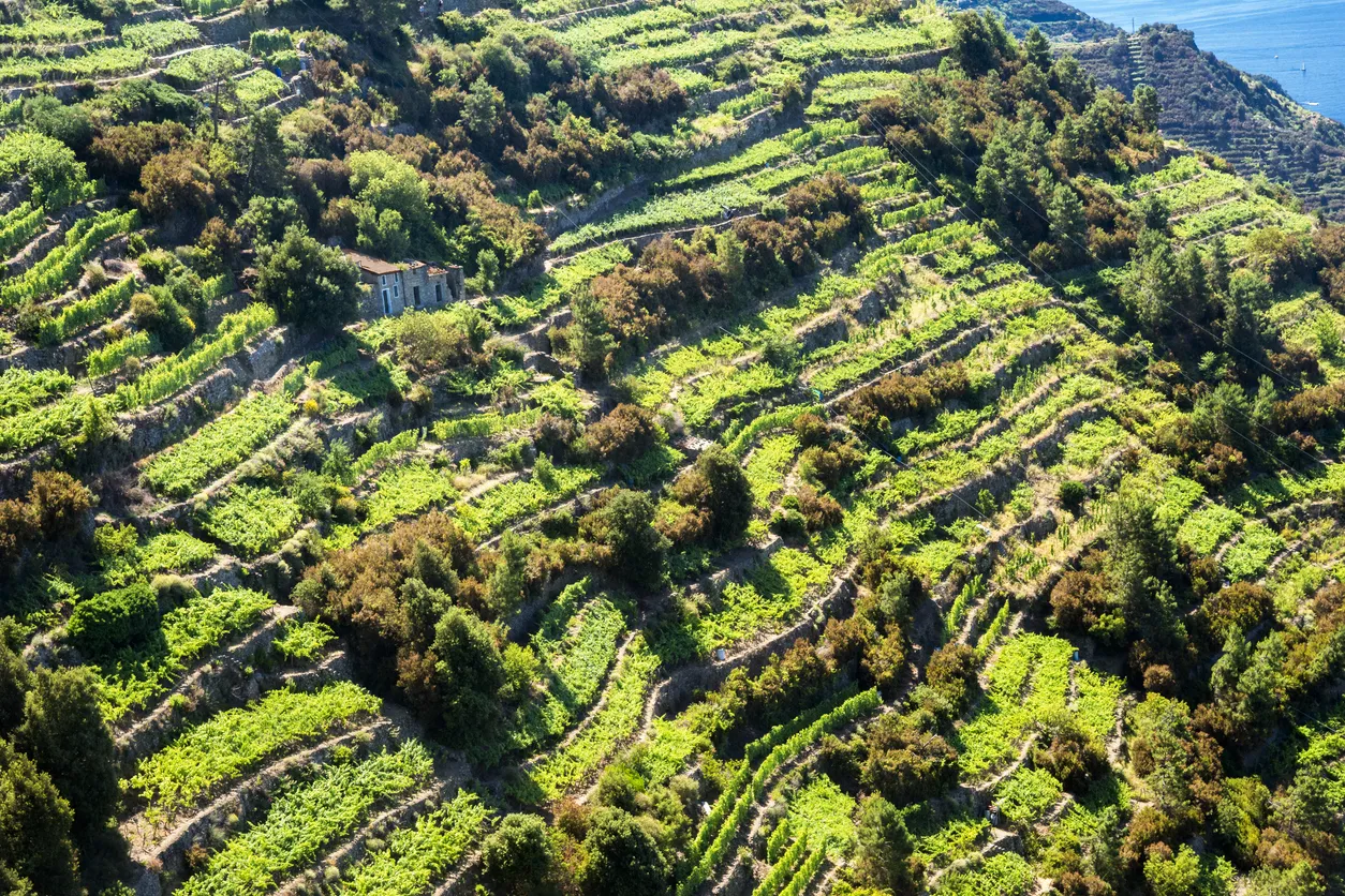 Cultures en terrasse près de Manarola, Cinque Terre, Ligurie, Italie  © iStock/ wanderluster