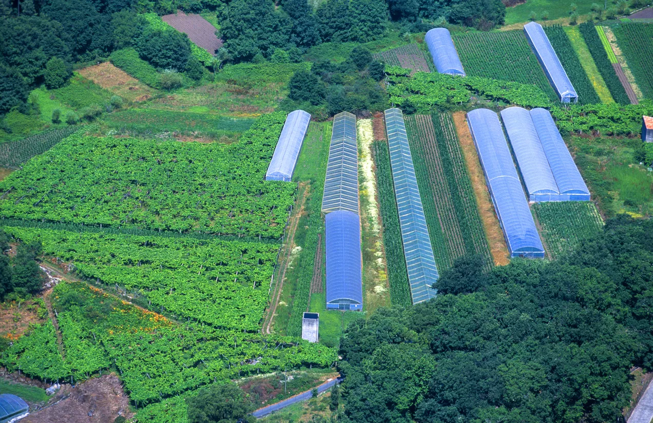 Culture sous serre du pimiento de Padrón à Herbon, Galice © Xurxo Lobato / iStock