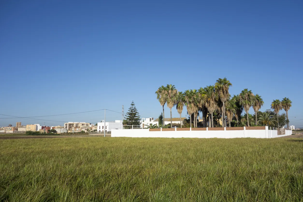 Champ de souchets comestibles dont la racine sert à fabriquer l'horchata © iStock / Alberto Pardo Gomez
