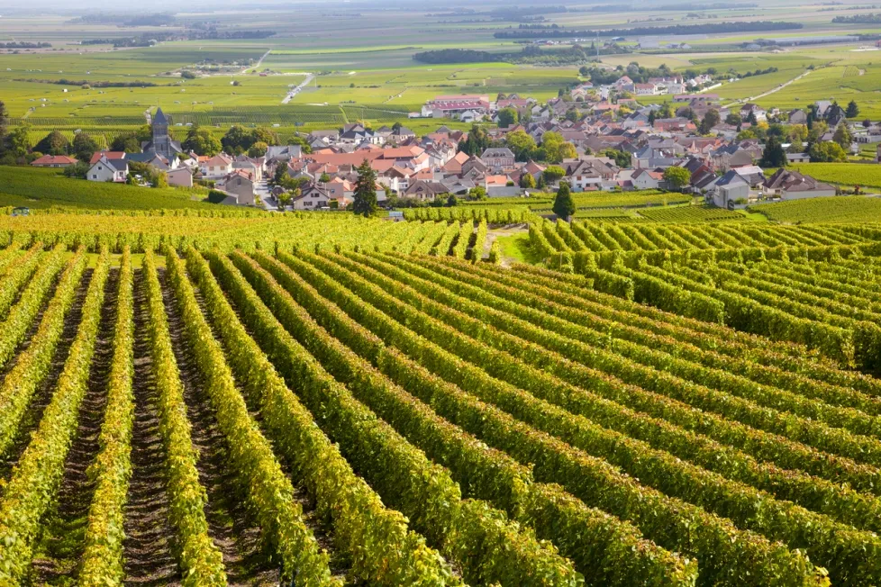 Vignobles de Bourgogne - photo © iStock-Brasil2