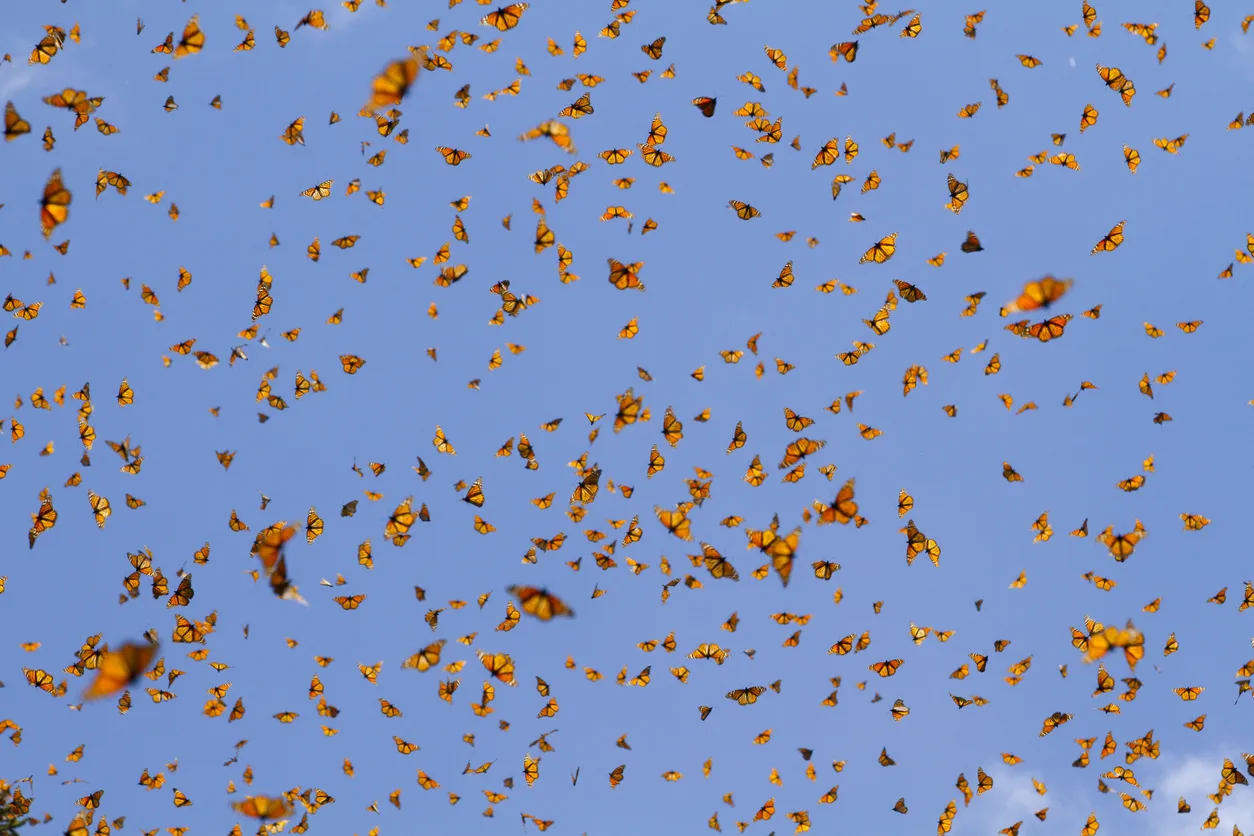 Une volée de papillons monarques © iStock / Court Whelan