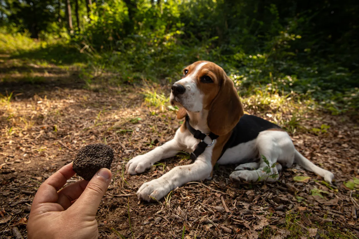  Chien entraîné à trouver les truffes © iStock / grafvision