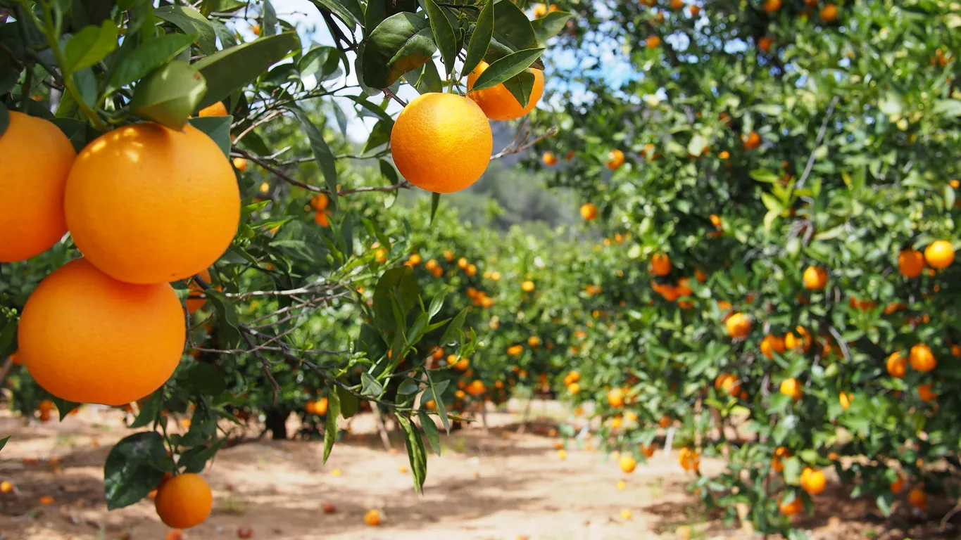Orangers dans la Communauté valencienne, Espagne  © iStock / iness_ikebana