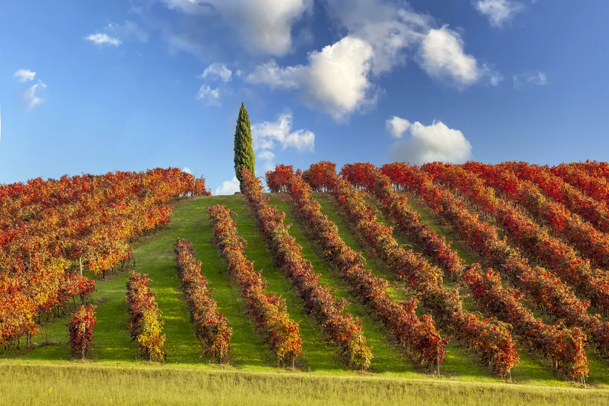 Vignobles dans la région de Catelvetro di Modena en Émilie-Romagne - photo © iStock-nimu1956  