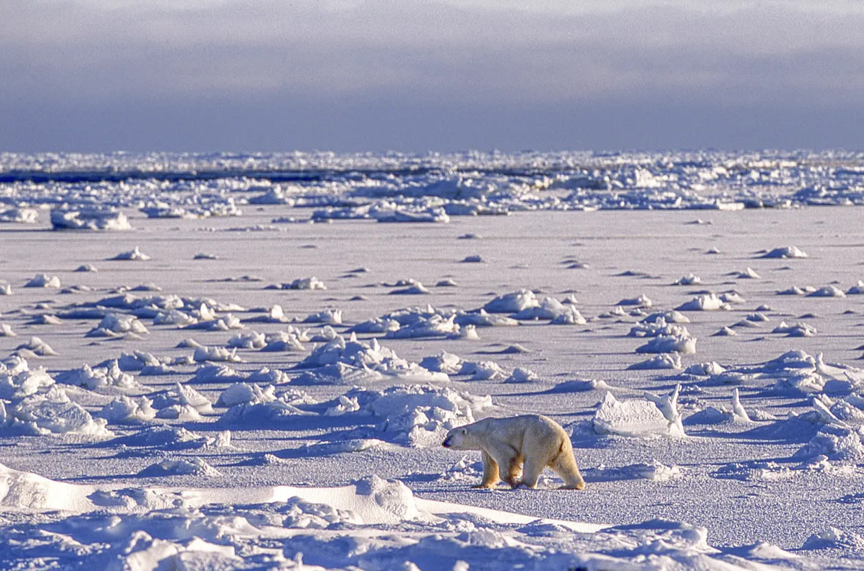 Un ours polaire marche sur la banquise couverte de neige vers la baie d'Hudson. © iStock / GomezDavid