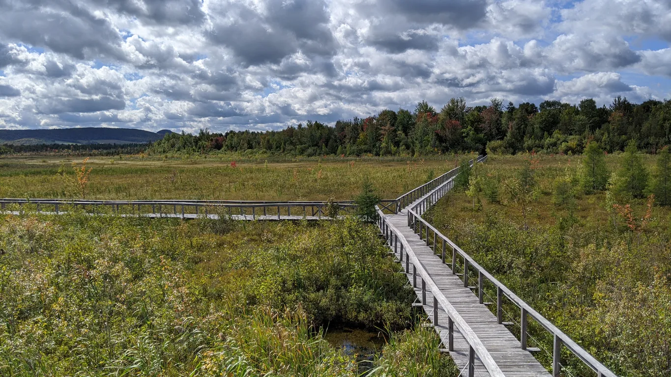 Paysage de tourbière au Québec © iStock /Pierre-Olivier Valiquette