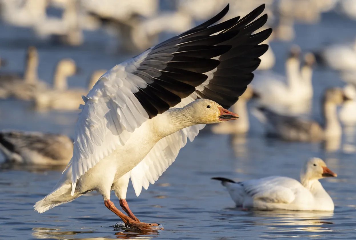 Une oie blanche en vol  © iStock / pchoui