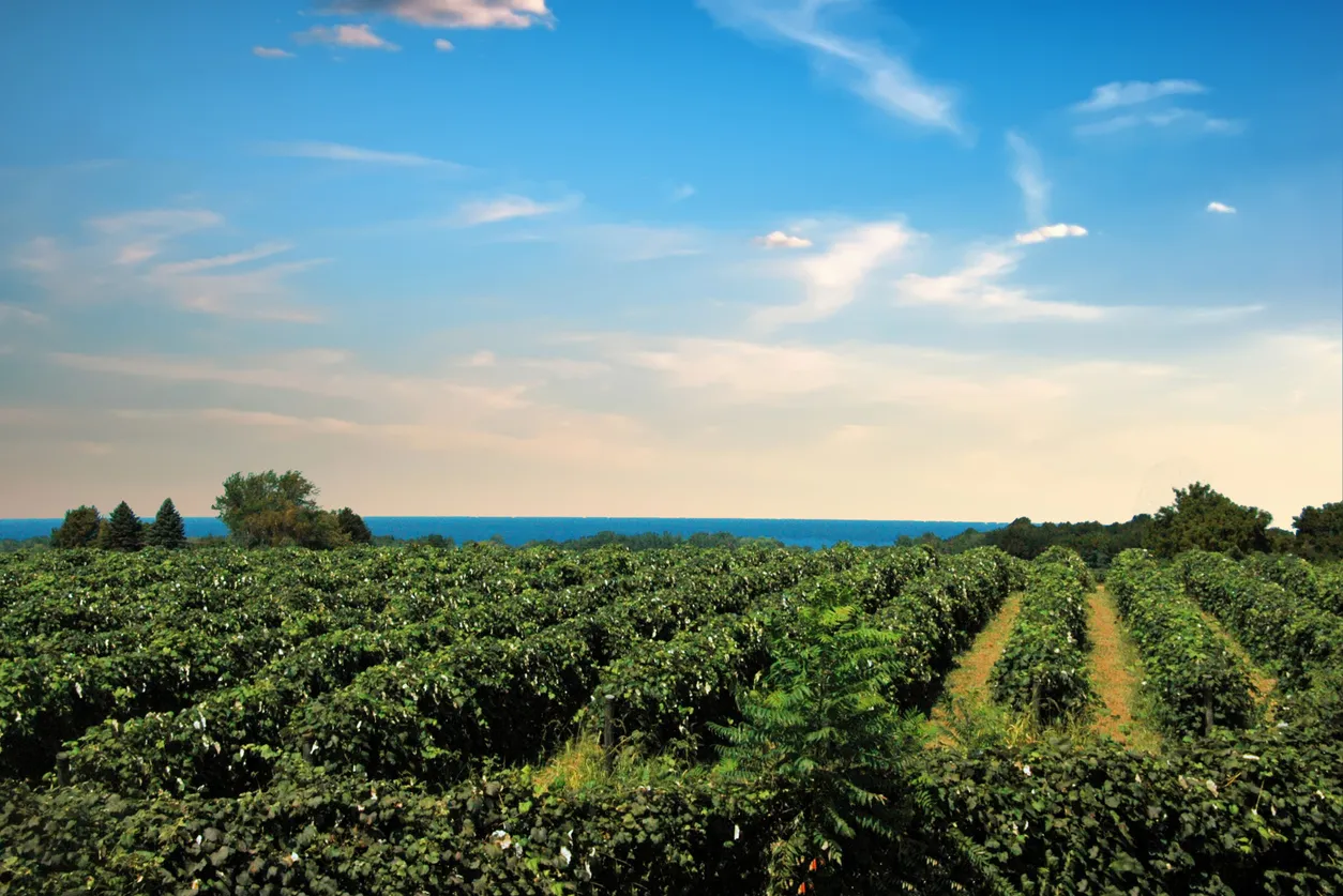 Un vignoble dans l'État de New York  © iStock / William Reagan