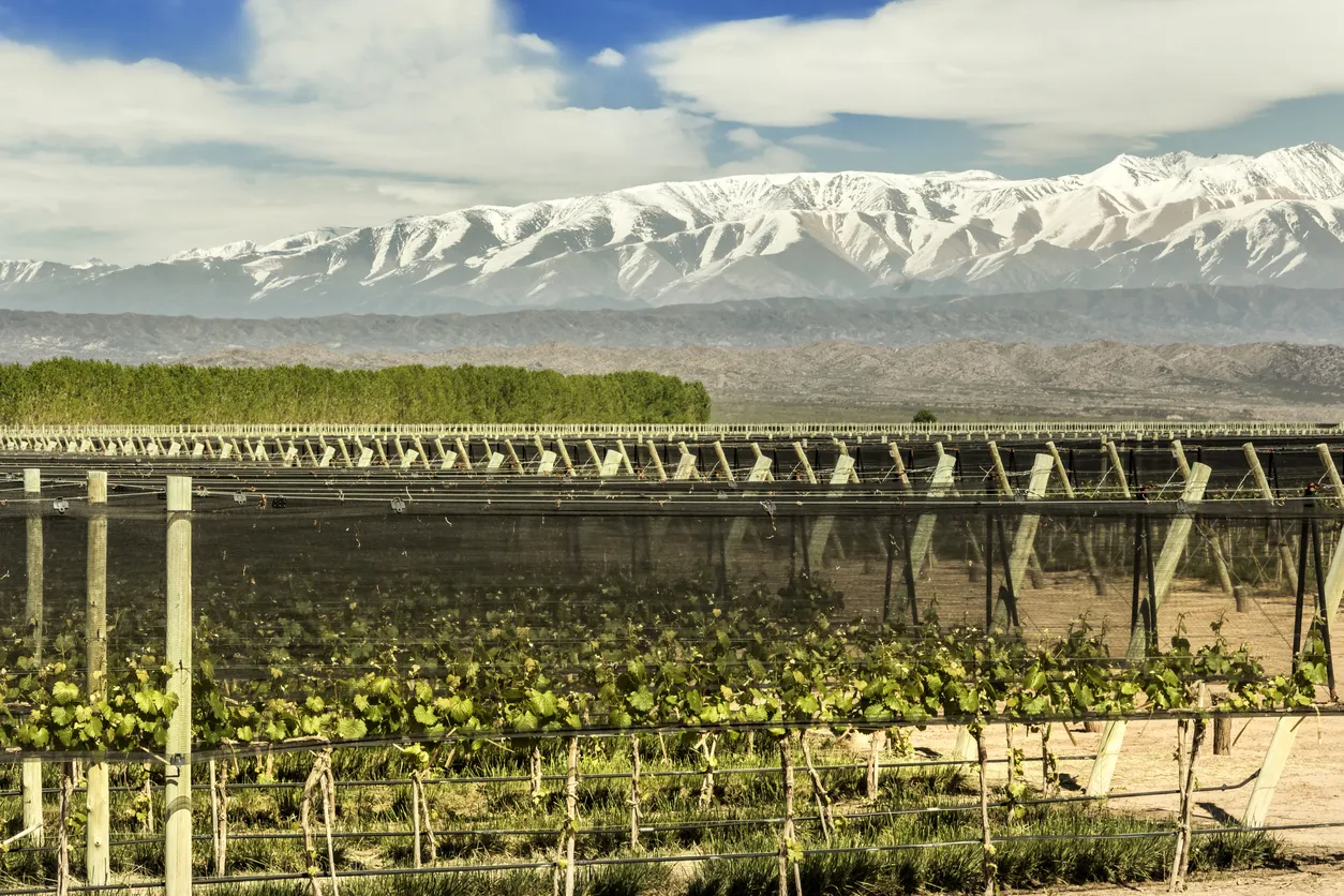 Le beau vignoble du Malbec, à Lujan de Cuyo, Mendoza, Argentine. © iStock / Edsel Querini
