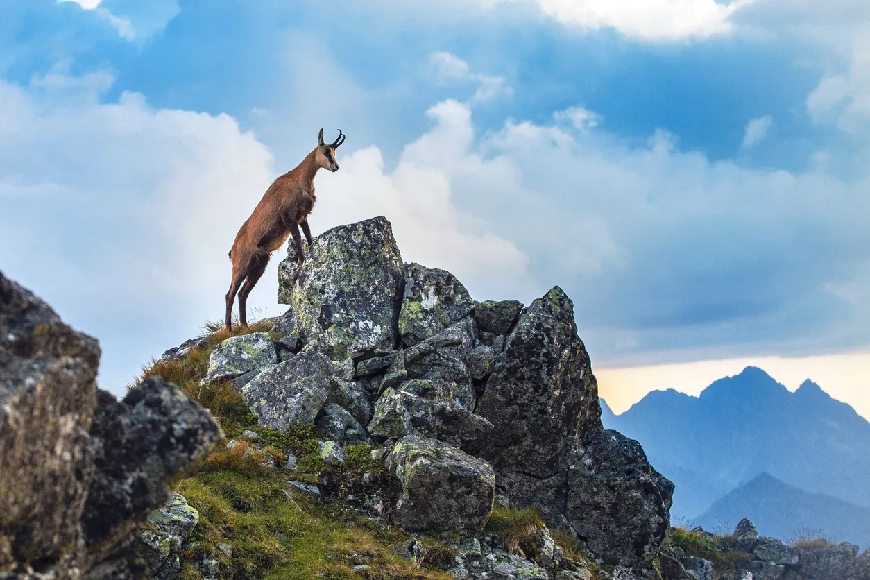 Un chamois des Tatras  © iStock / mmarcol