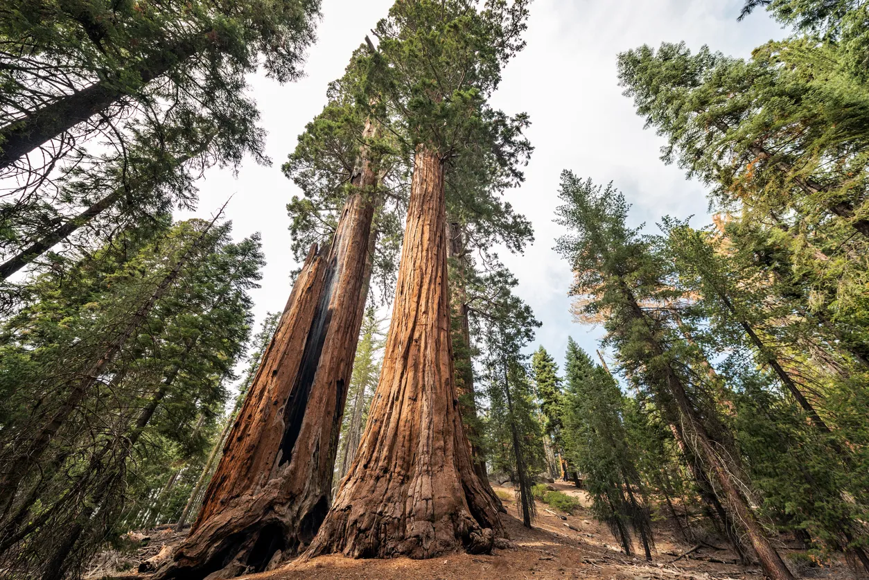 Outre leurs imposants troncs, certains sequoias peuvent vivre jusqu'à plus de 3 000 ans!