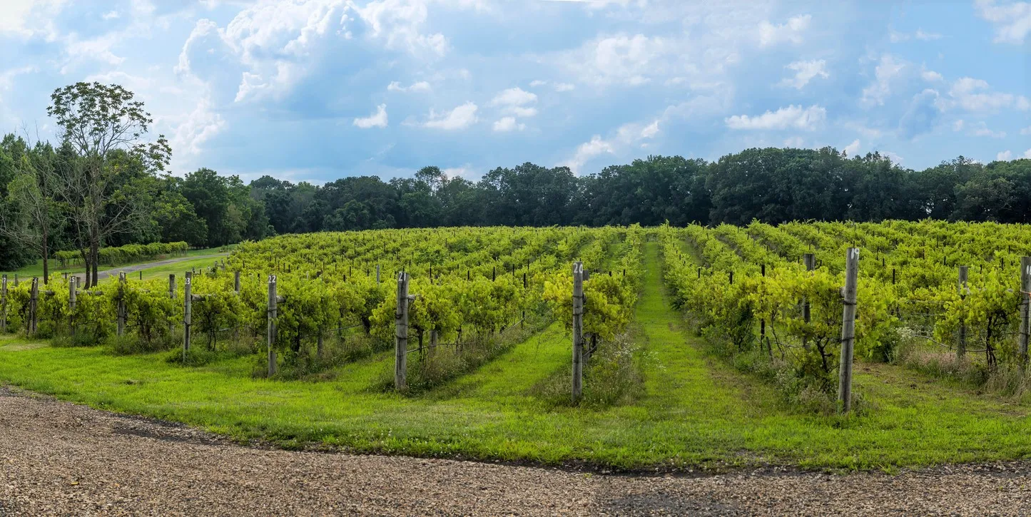 Un vignoble au New Jersey ©  iStock / andykazie