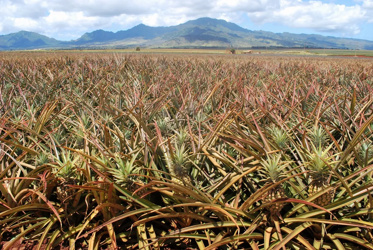  Un champ d'ananas au centre de l'île d'O'ahu, Hawaii ©  iStock / LanaCanada
