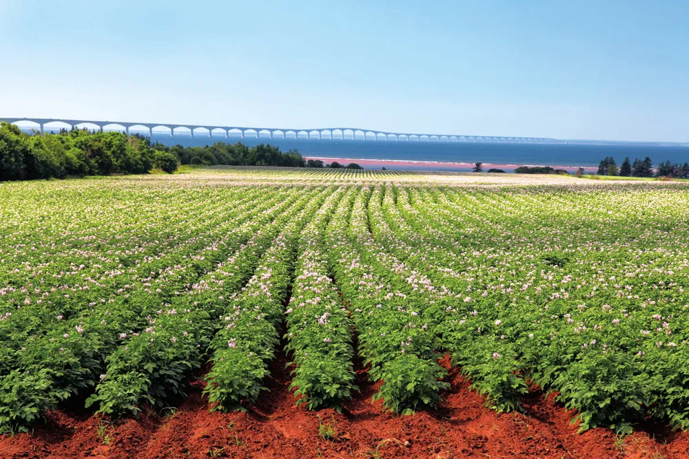 Champ de pomme de terre de l'Île du Prince Édouard, avec le pont de la Confédération en arrière-plan © iStock / onepony