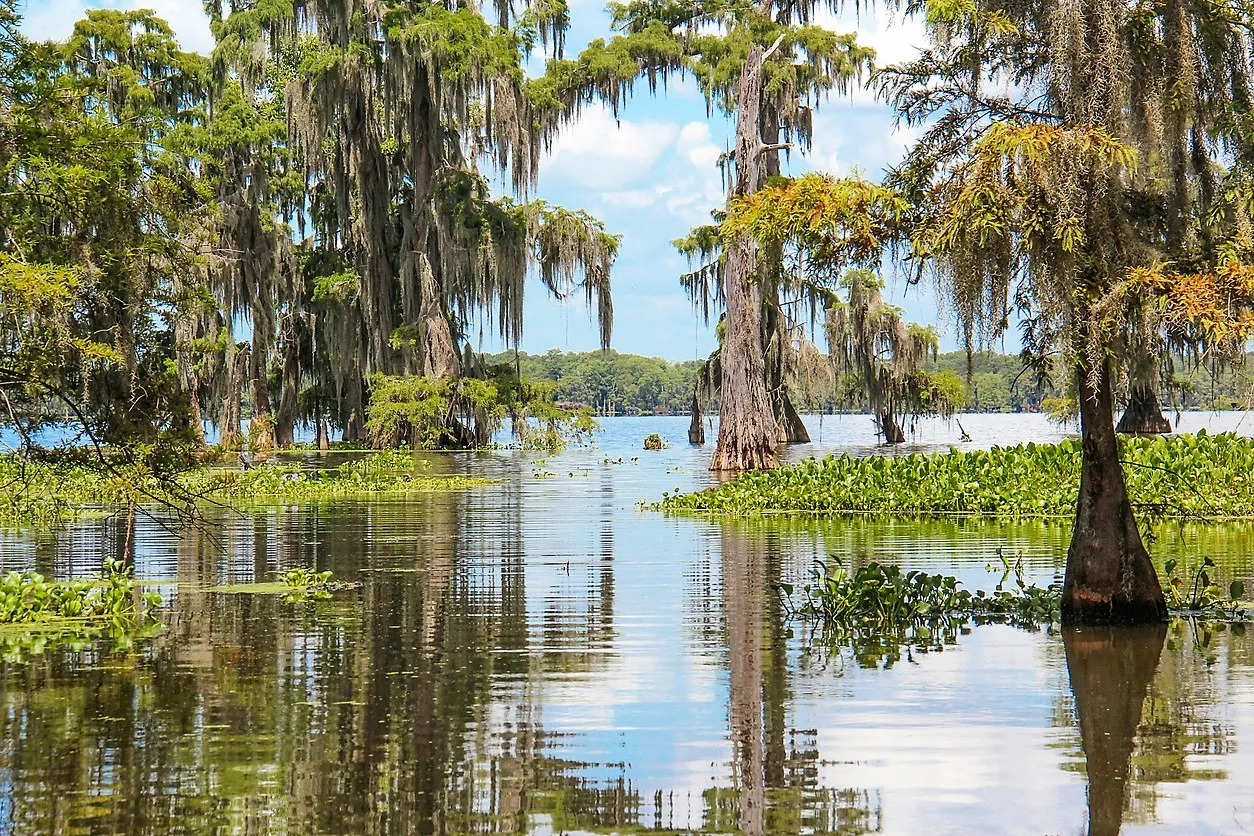 Des arbres émergent de l'eau d'un marais de Louisiane avec leurs sous le chaud soleil d'été.| © iStock /  :John Twynam