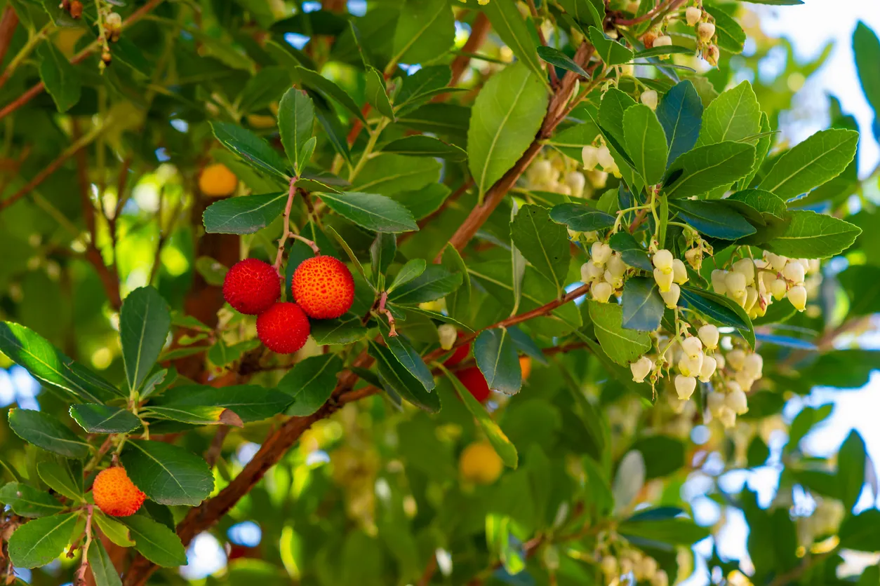 Fruits et fleurs de l’arbousier, cet arbre qui produit de petites baies rouges comestibles ressemblant à des fraises © iStock /HJBC