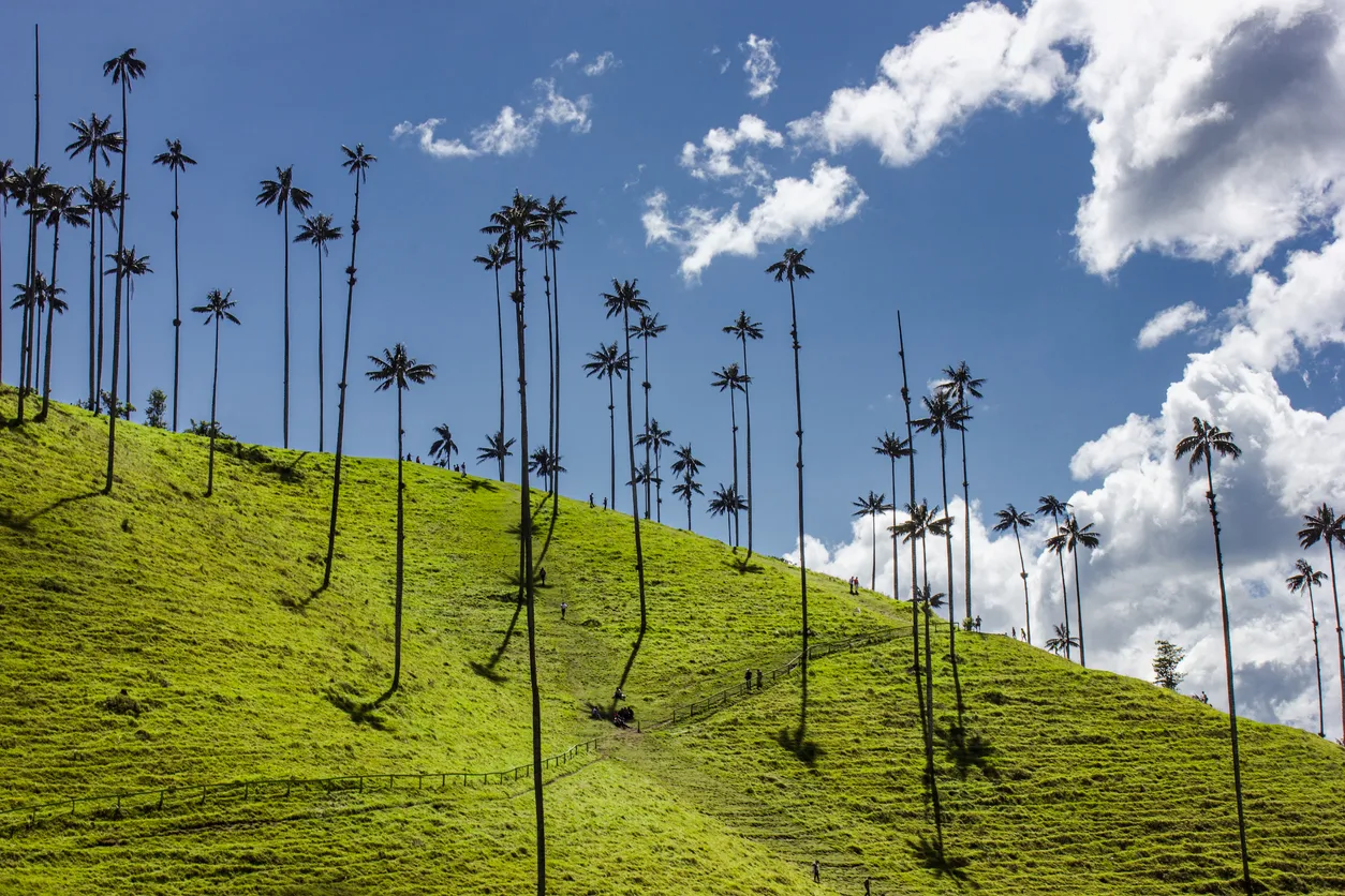 Les plus grands palmiers du monde, dans la vallée de Cocora, Salerne, Colombie © iStock / Sarah Lage