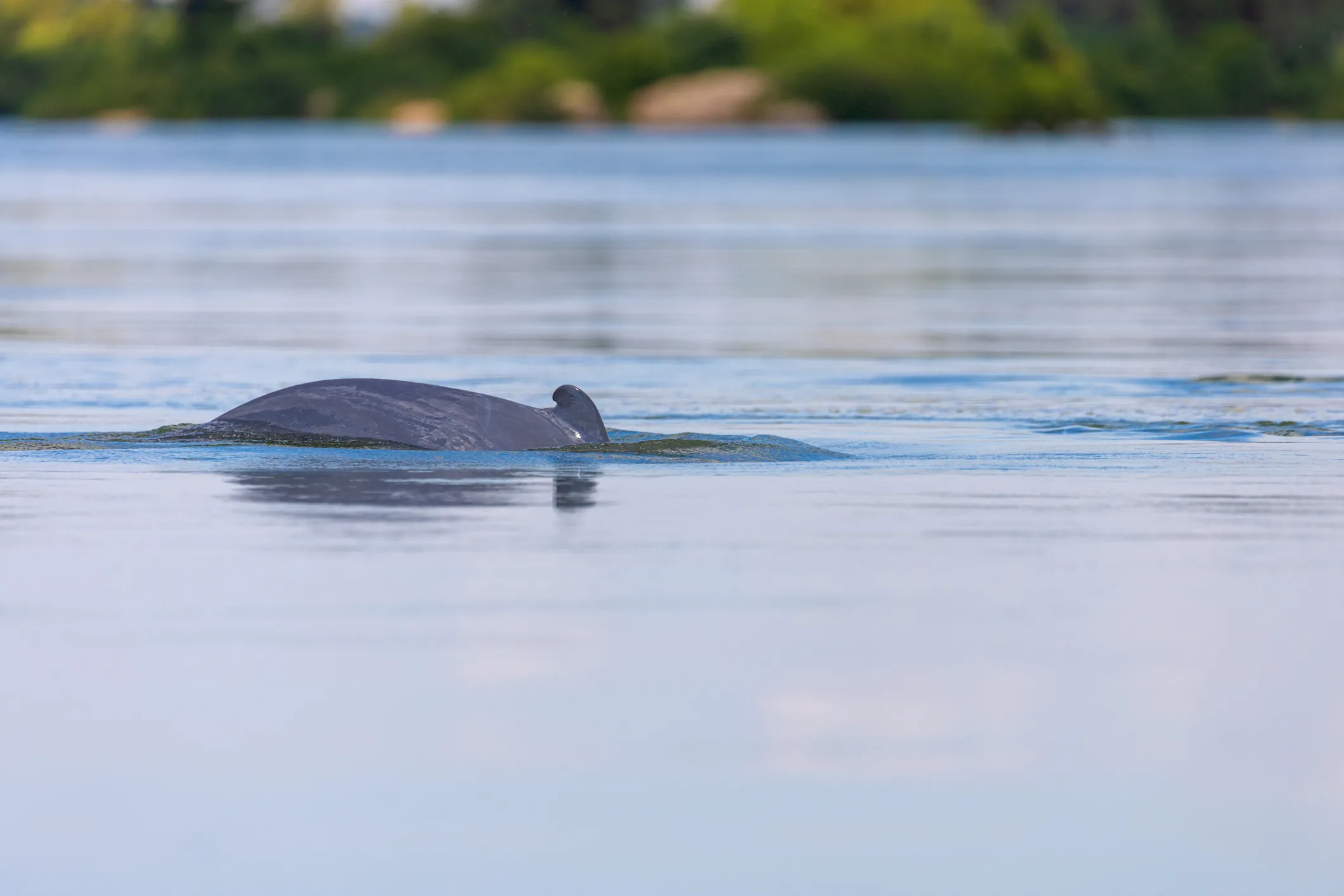 Un dauphin de l’Irrawaddy sur le Mékong au Cambodge © iStock / Goran Safarek