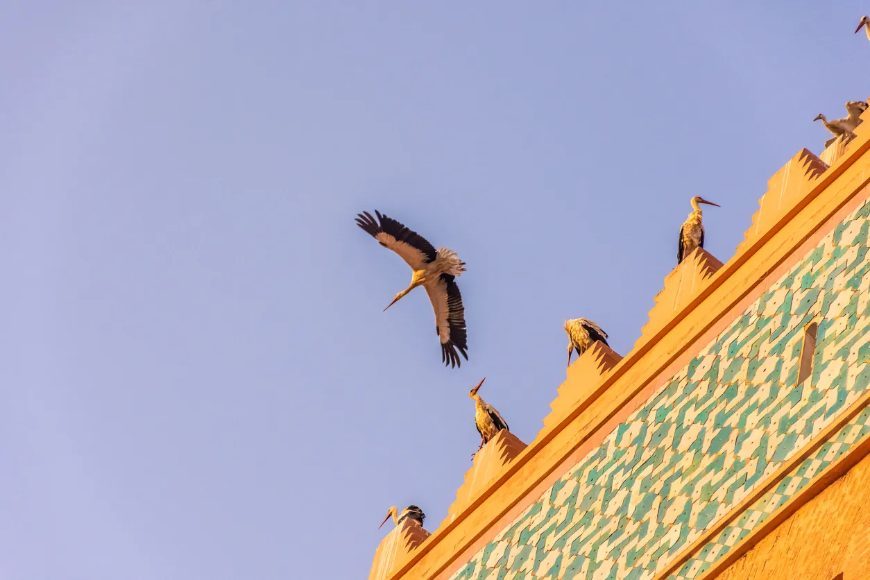 Cigognes à Marrakech © iStock / StefanoZaccaria