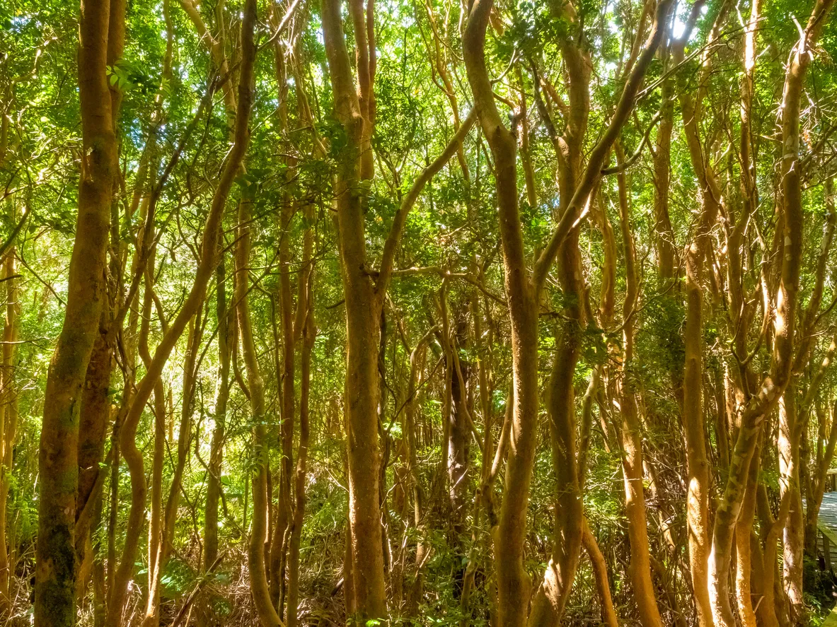Forêts luxuriantes d’arrayan (Luma apiculata) (Myrte luma)	© iStock / Leamus
