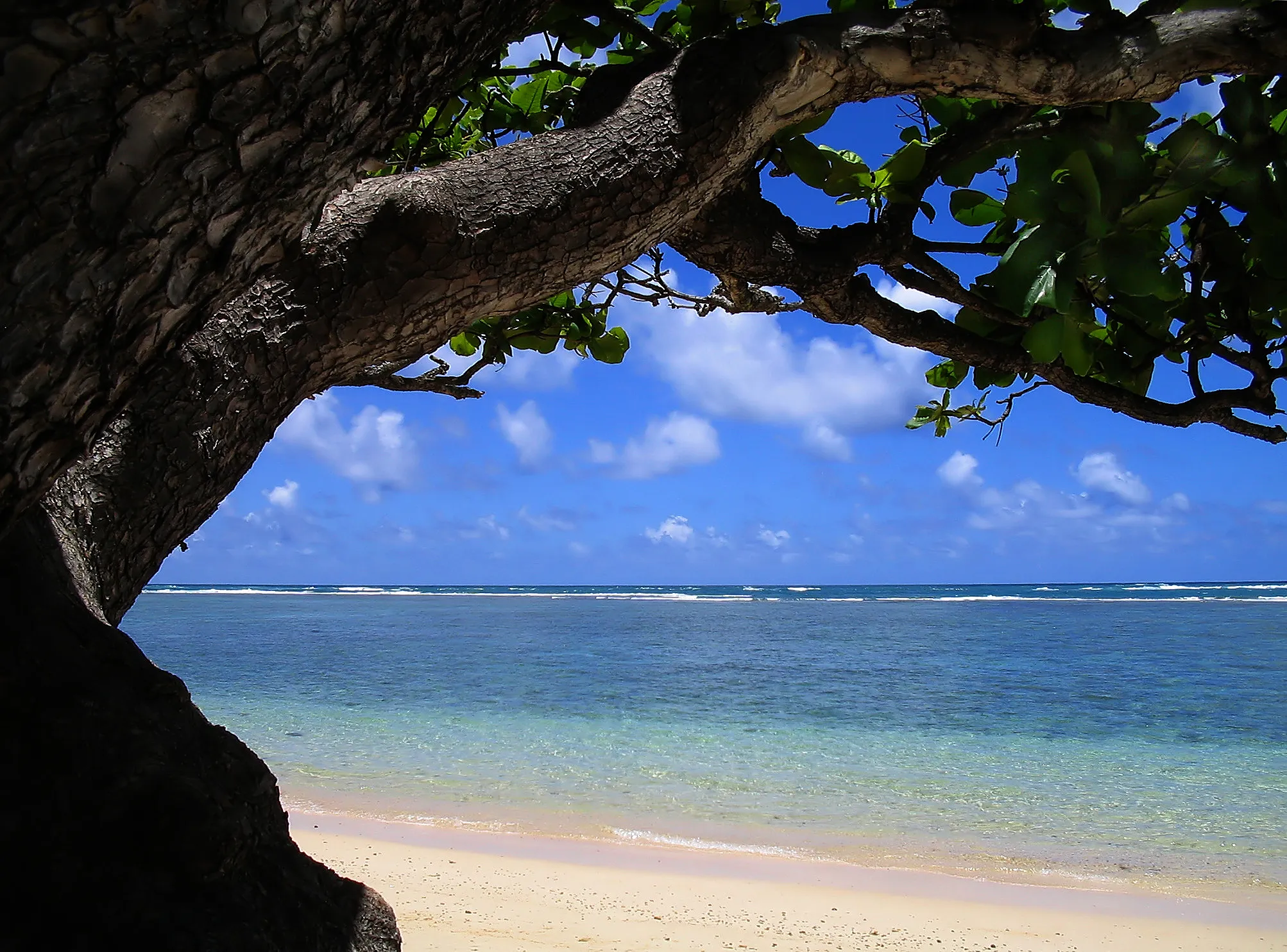 Le noyer du Queensland, cet arbre qui nous donne les délicieuses noix de macadamia, se retrouve en abondance à Hawaii © iStock / cfron