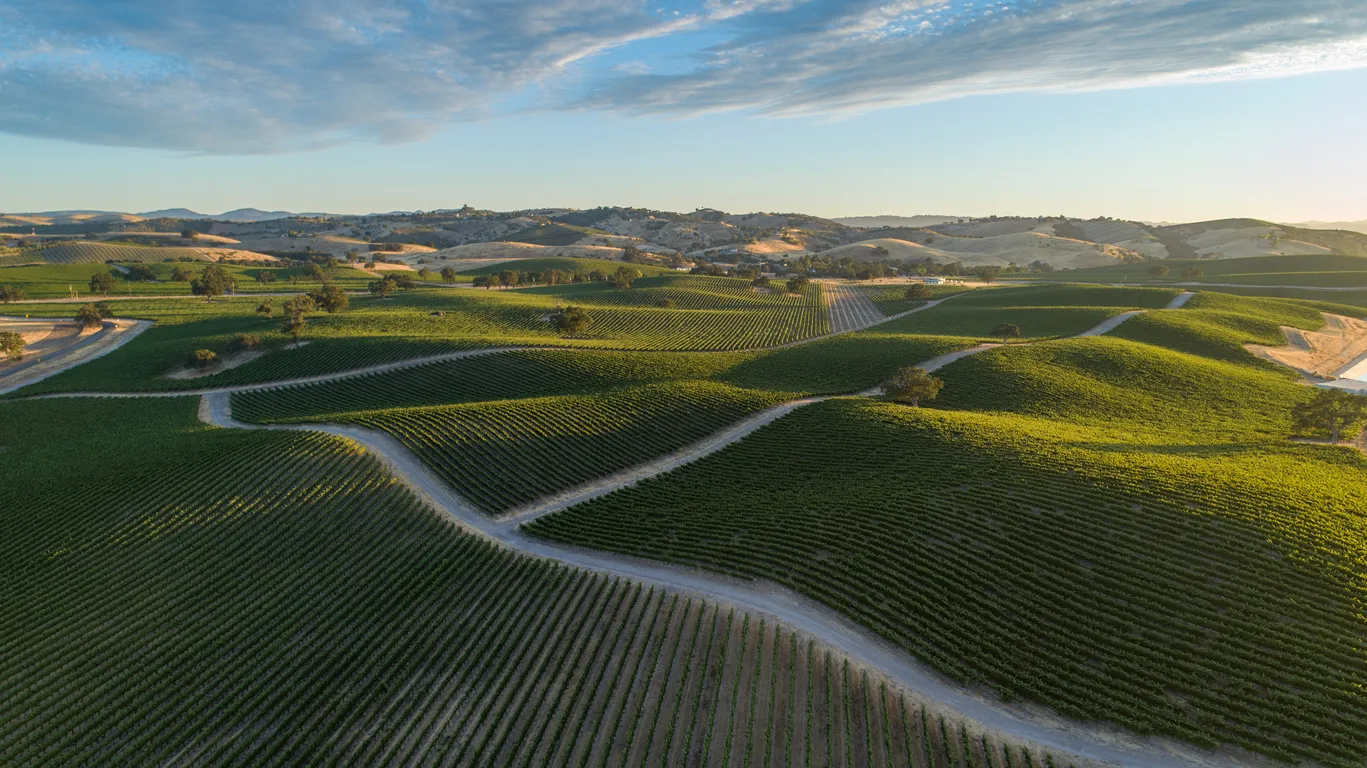 Vignoble des collines de Paso Robles, en Californie © iStock / Dennis Swanson