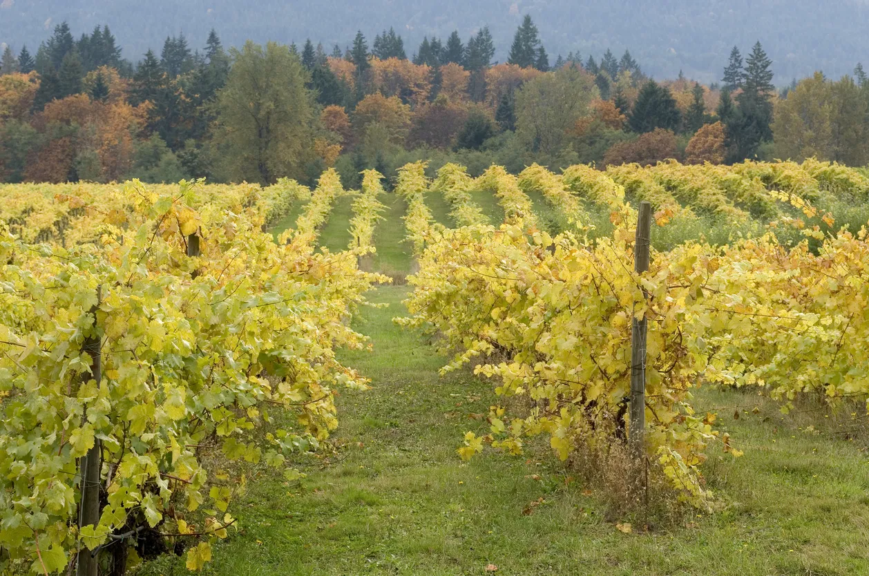 Les vins de la Cowichan Valley