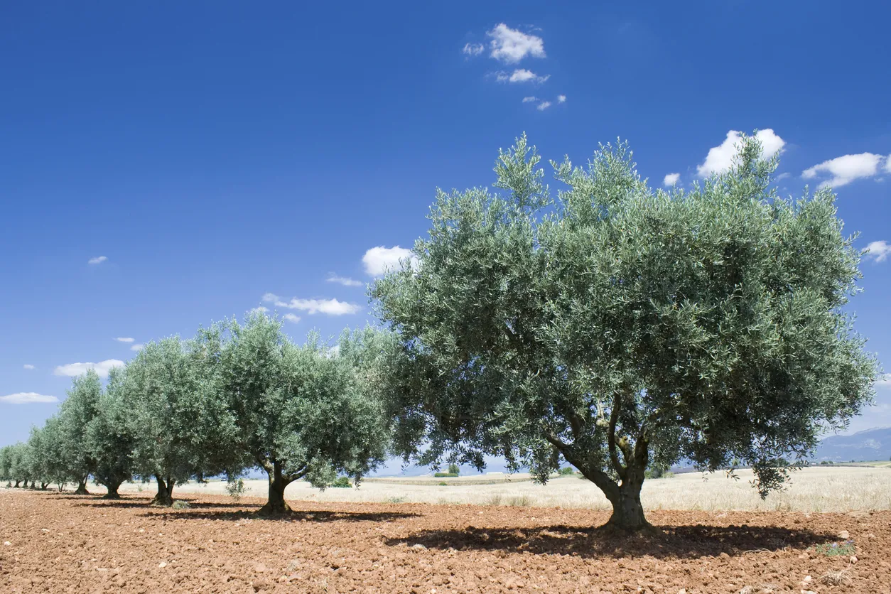 Olivette ou oliveraie dans le sud de la France © iStock / visuall2