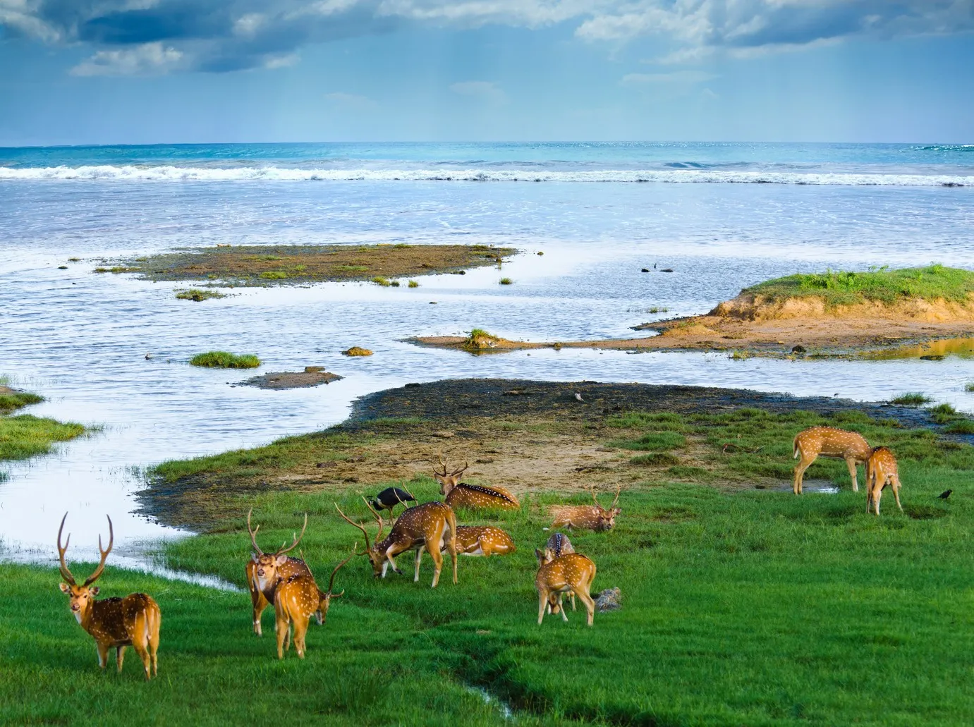 Des cerfs axis (Asian axis deeer) dans la nature © iStock / Asergieiev