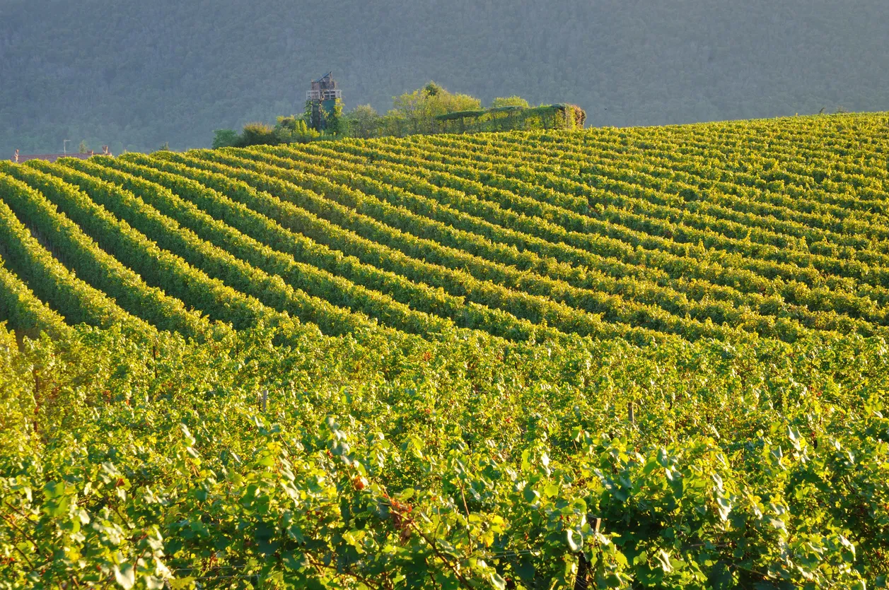 Vignoble en Franciacorta, Lombardie, Italie du Nord
© iStock/RCerruti