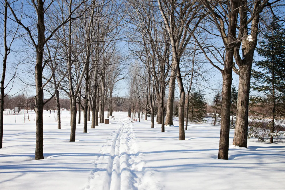 Ski de fond au parc Maisonneuve, Montréal, Québec | © NicolasMcComber