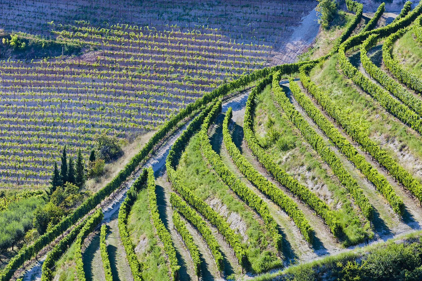 Vignobles du valpolicella sur les collines entre Vérone et le Lac de Garde © iStock / Flavio Vallenari