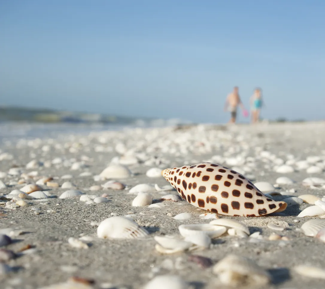 Coquillage Junomia sur la plage de l'île de Sanibel (Floride) - photo © iStock-JackVandenHeuvel