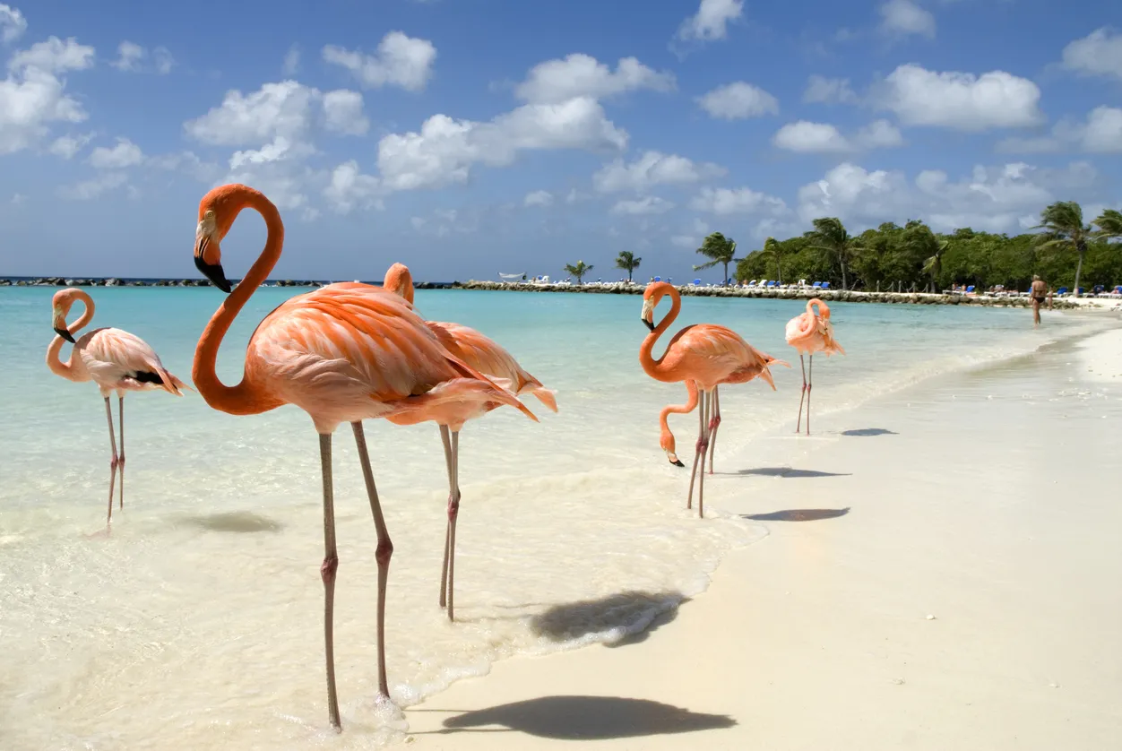 Les flamants roses à Aruba (Antilles Néerlandaises) - photo © iStock-VanWyckExpress