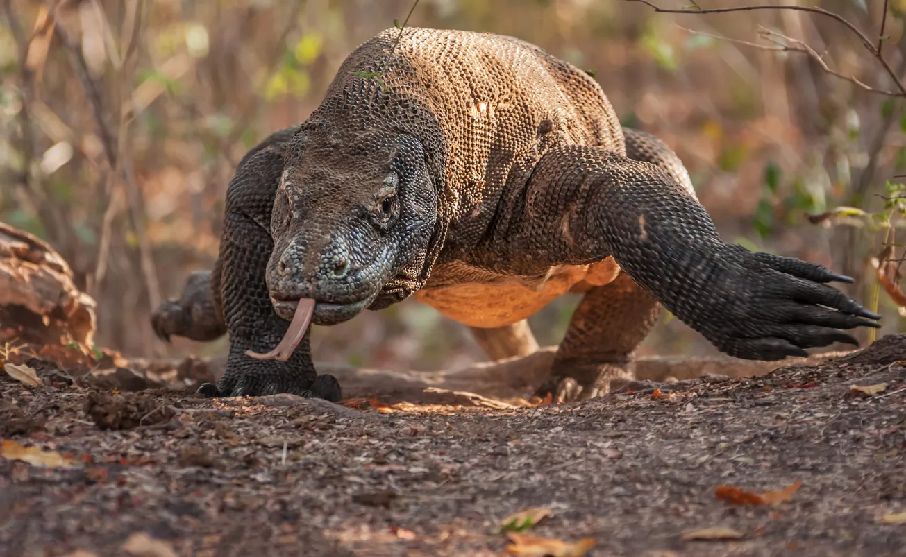 Le varan dragon de komodo en Indonésie © iStock / kiwisoul