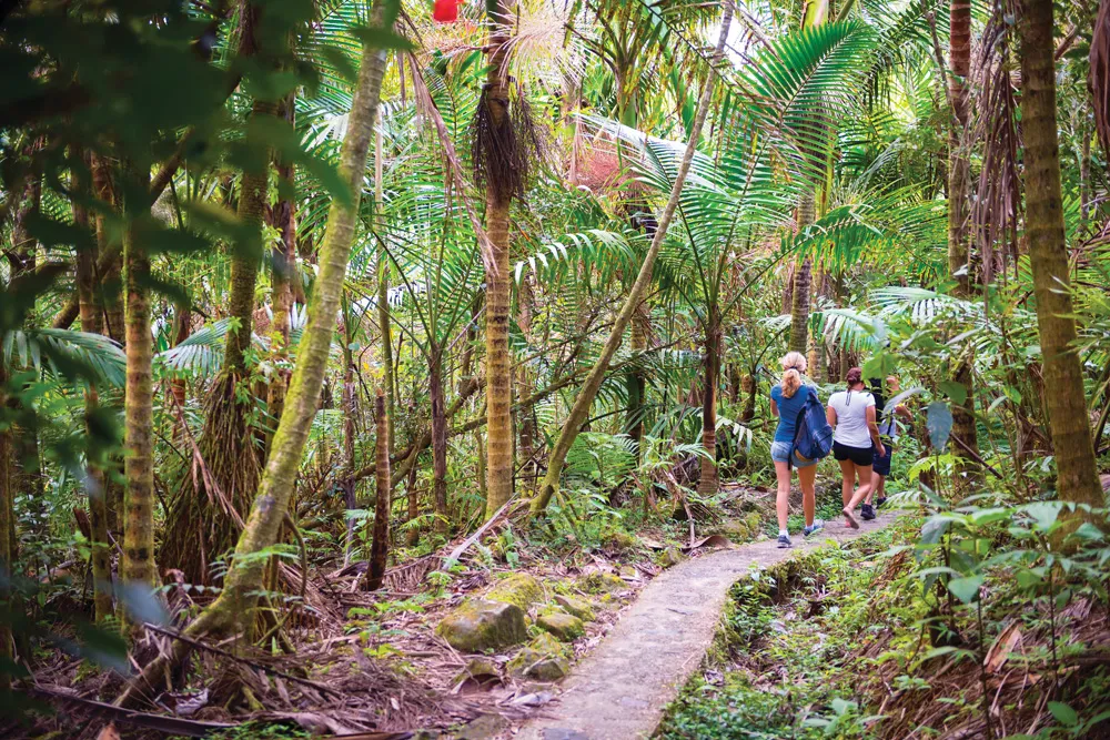 La forêt pluviale d’altitude d’El Yunque. | © iStockphoto.com/jcarillet