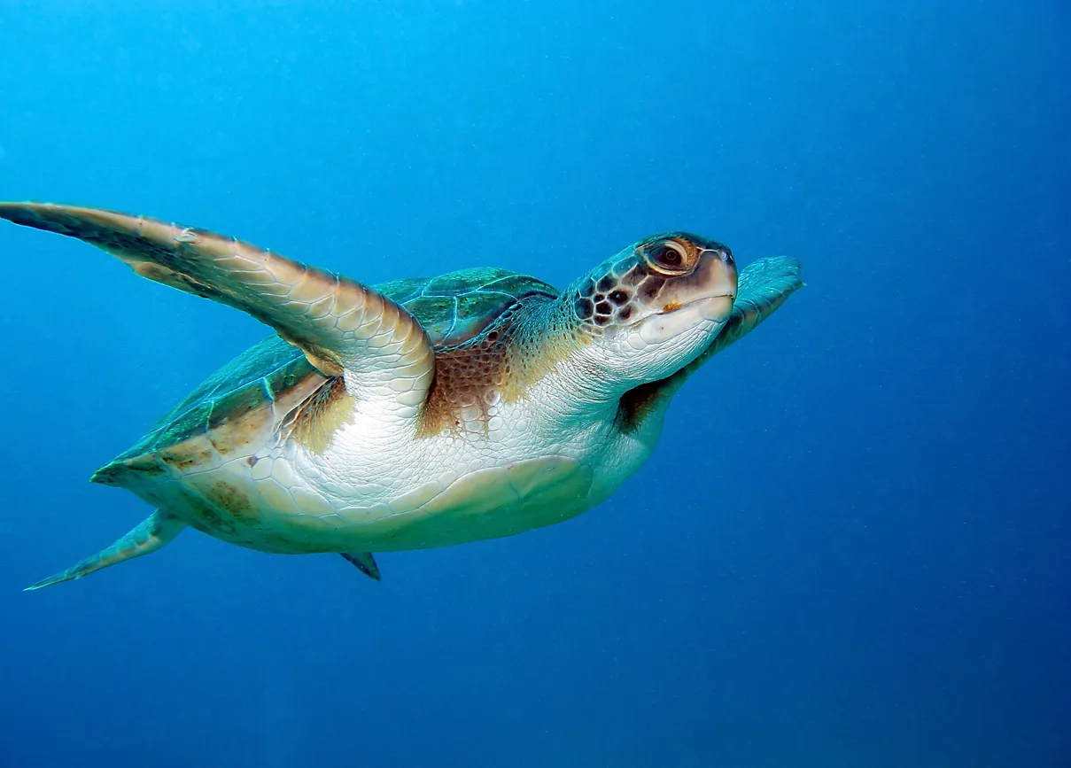 Une tortue caouanne ©  iStock / demarfa