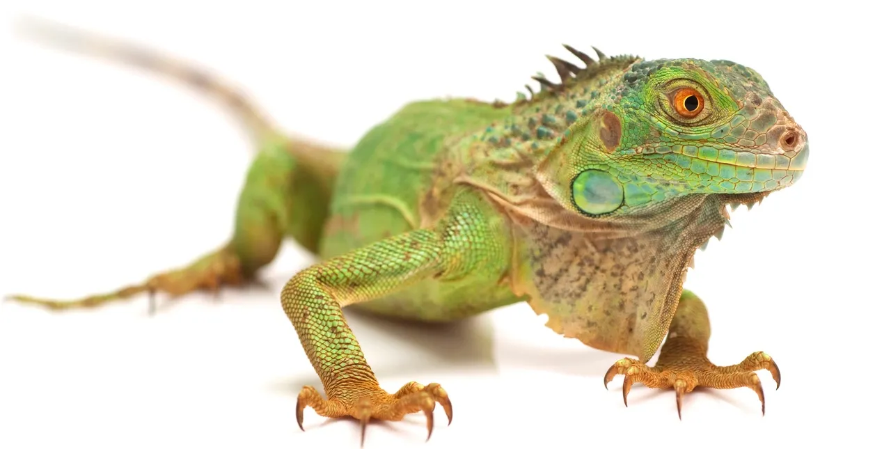Un iguane © iStock / 101cats