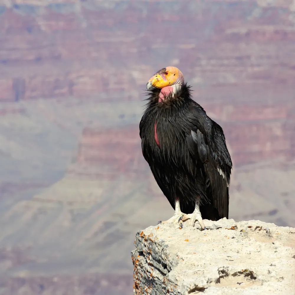Condor de Californie. © iStock/kojihirano 