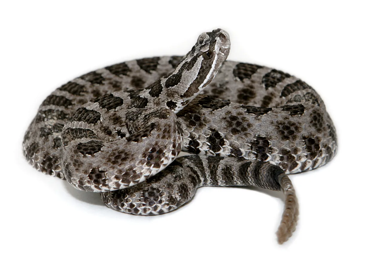 Un gros plan d'un serpent à sonnette massasauga (Sistrurus catenatus) en position défensive. © iStock / texcroc