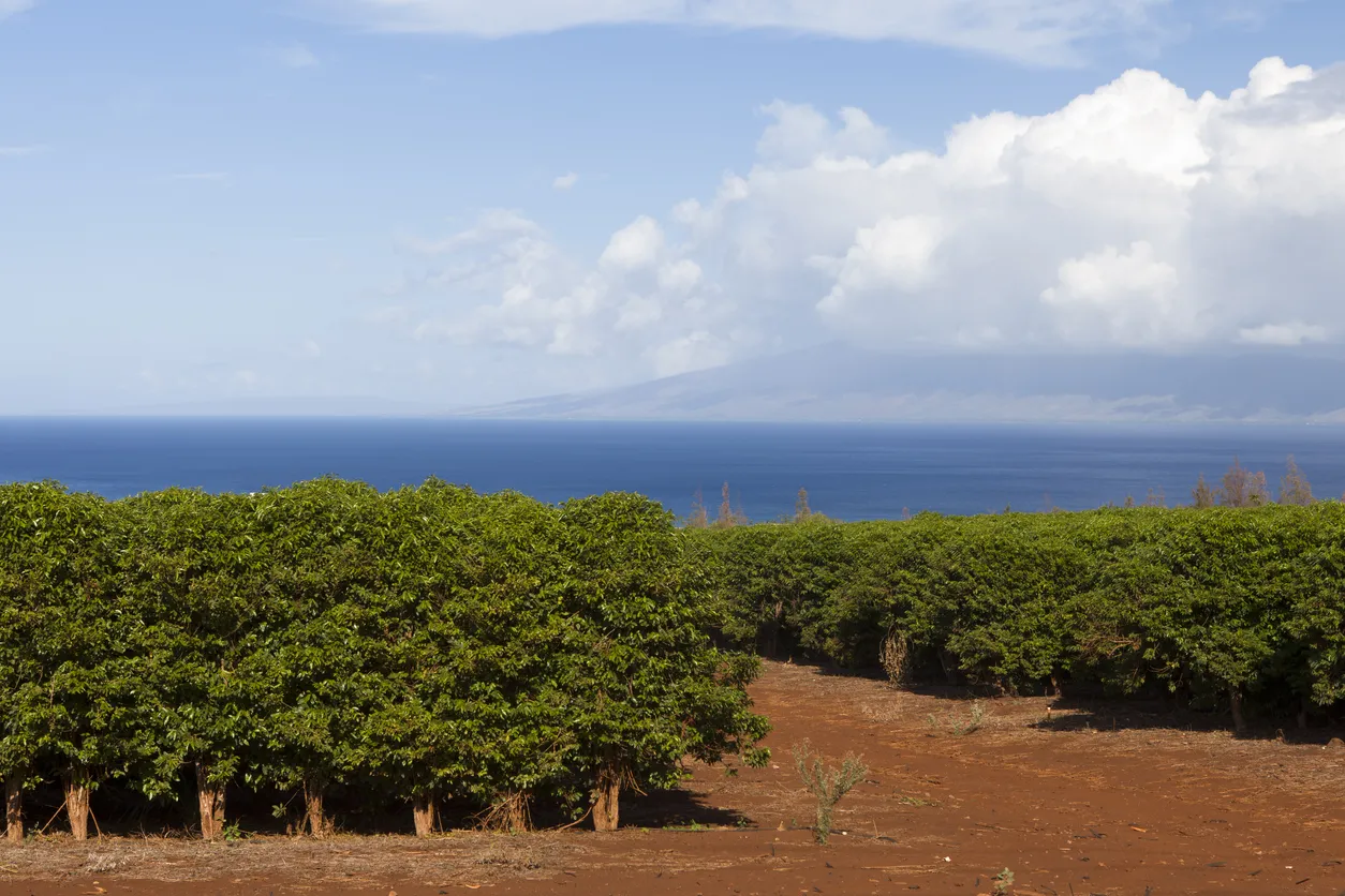 Caféiers alignés sur l'île hawaïenne de Maui.  © iStock / DustyPixel